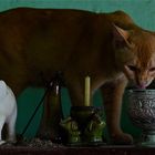 durst stillen, bagan, burma 2011