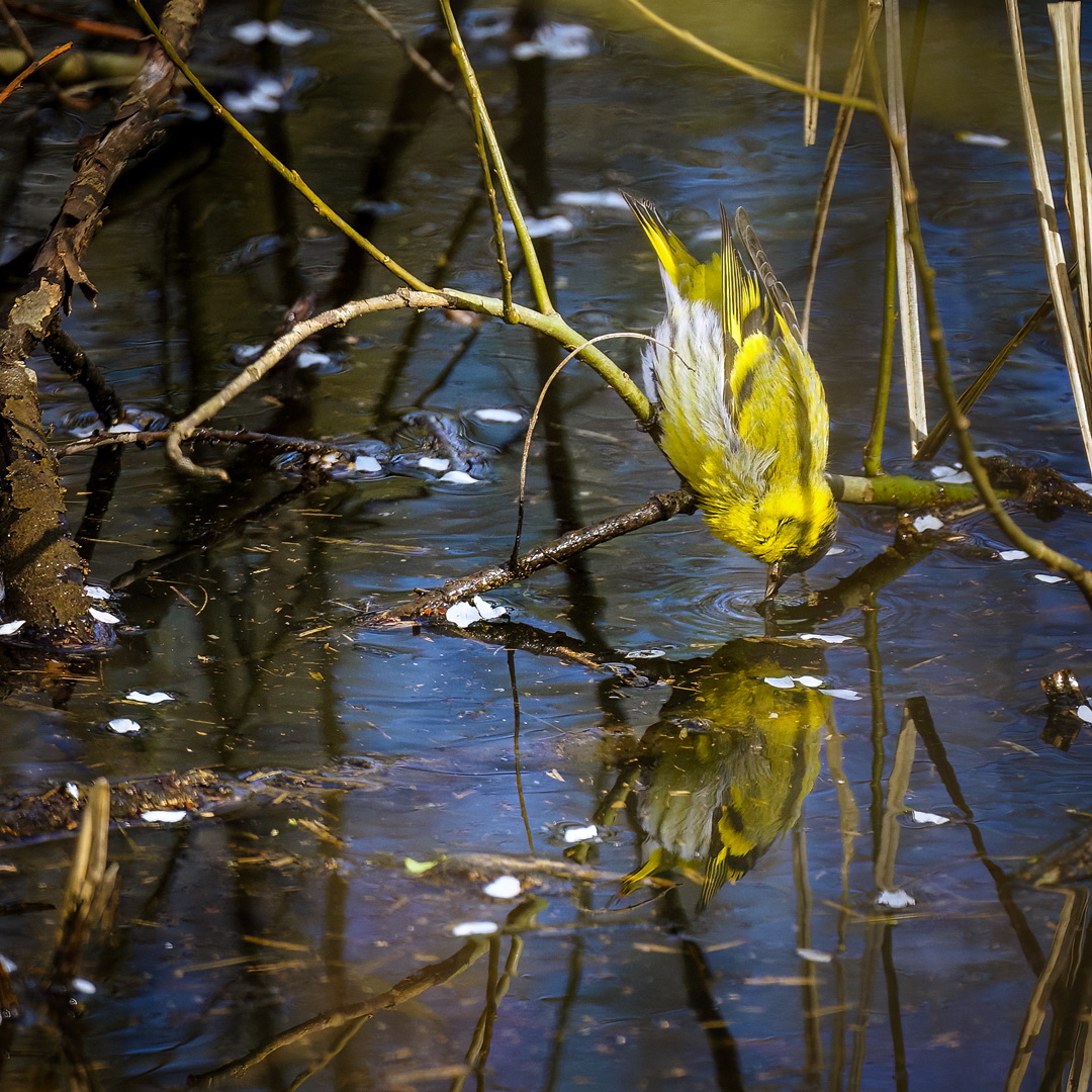 Durstig Foto & Bild tiere, wildlife, wild lebende vögel Bilder auf