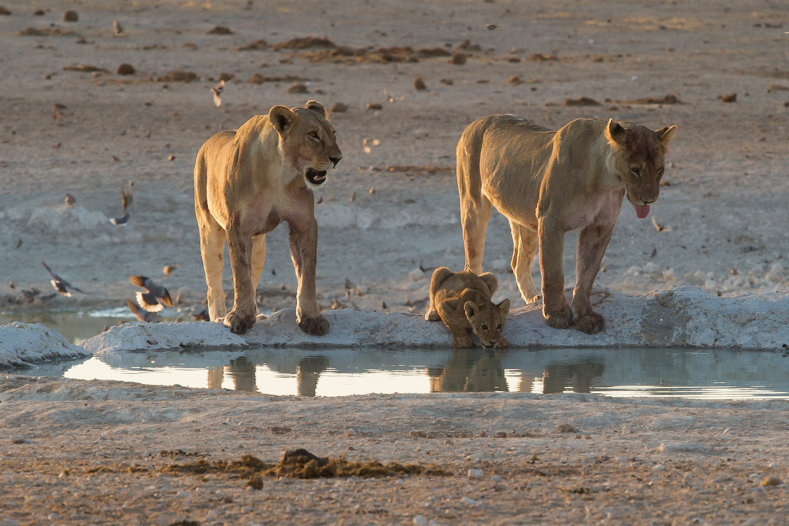 Durstig Foto & Bild africa, southern africa, namibia Bilder auf