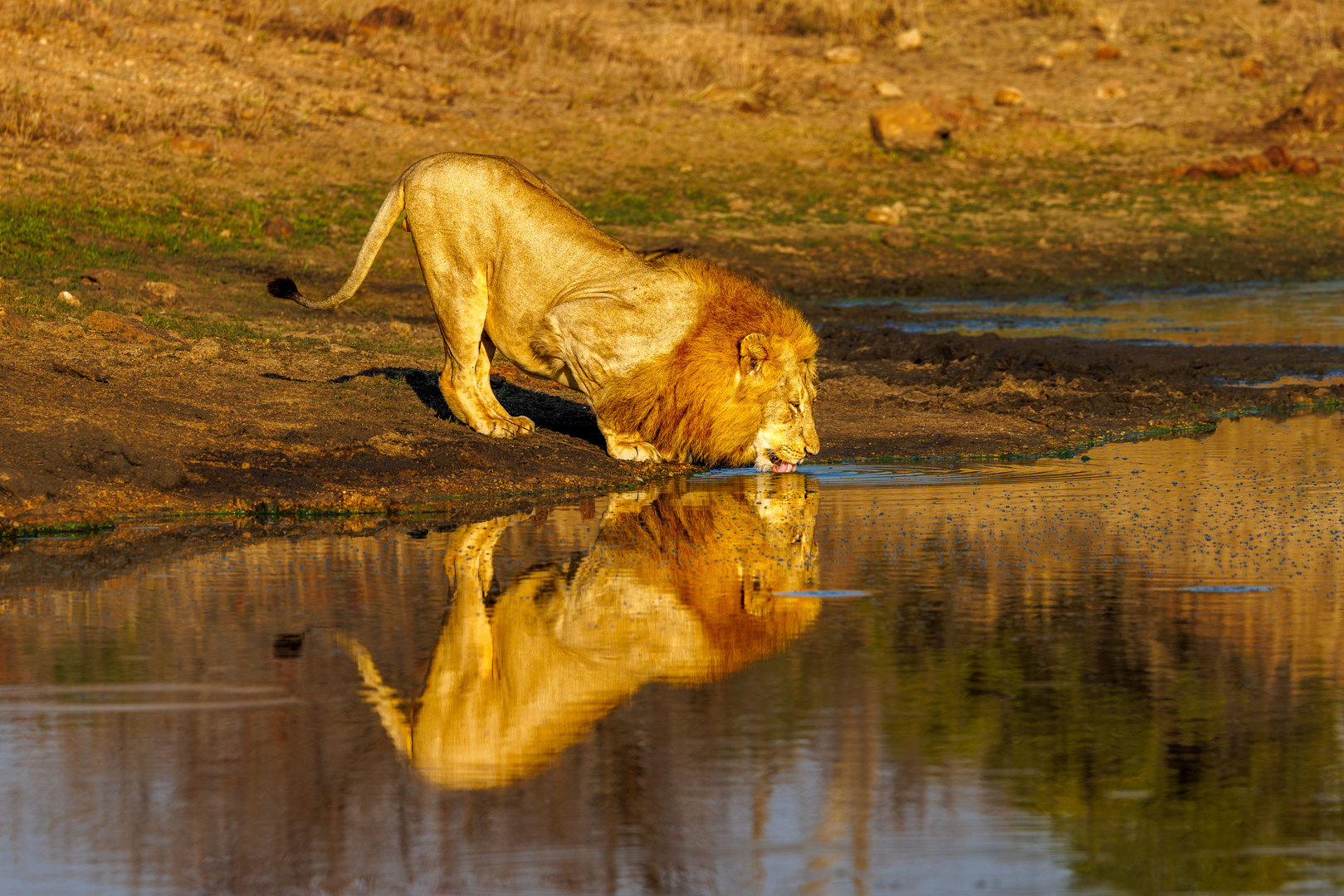 Durstig Foto & Bild tiere, wildlife, wildlife sonstige tiere Bilder auf