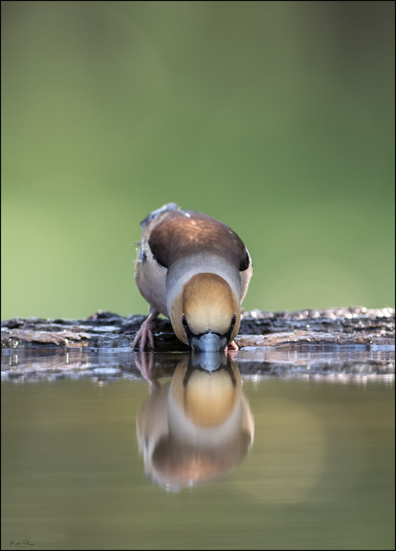 Durstig... Foto & Bild tiere, wildlife, wild lebende vögel Bilder auf