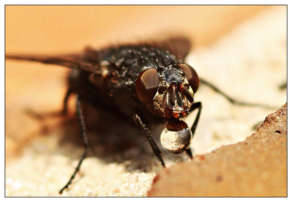 durstig Foto & Bild tiere, wildlife, insekten Bilder auf