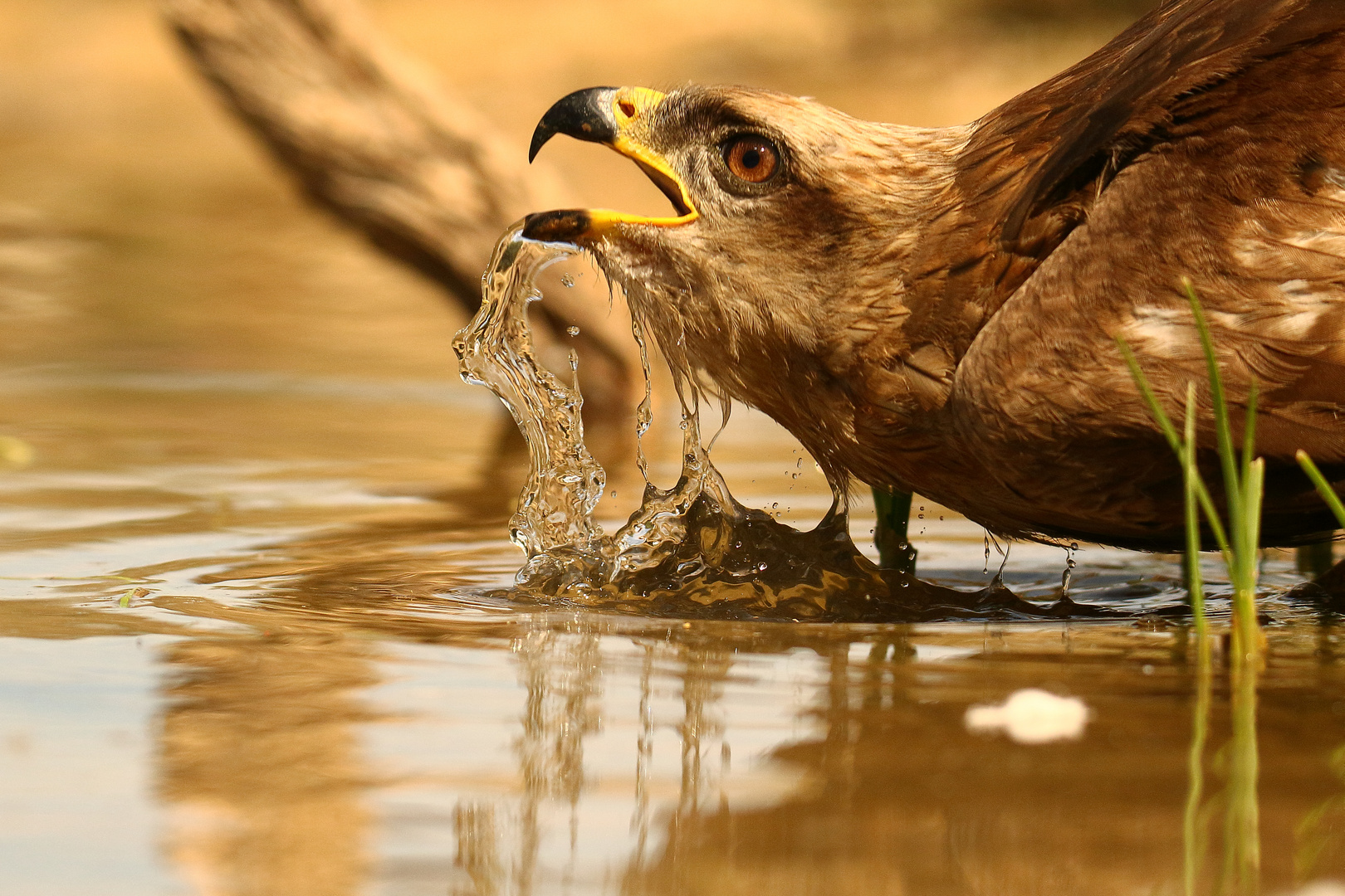 durstig! Foto & Bild tiere, wildlife, spain Bilder auf
