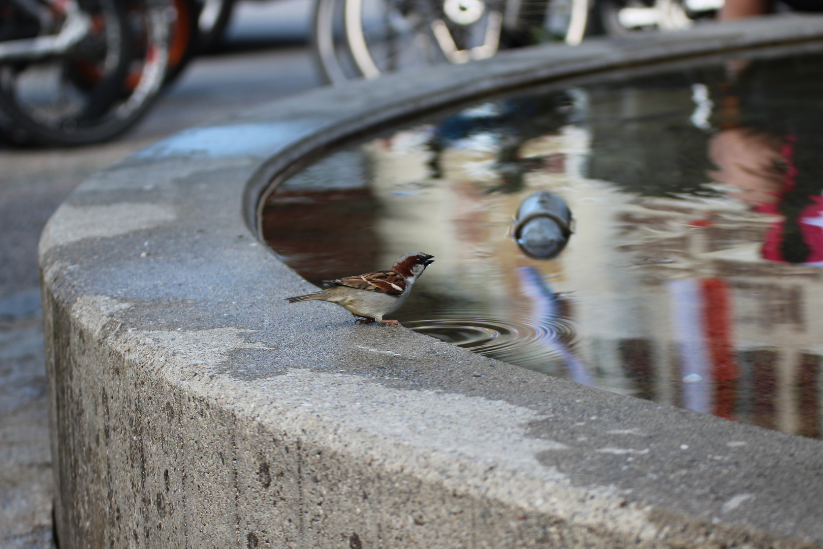 durstig Foto & Bild tiere, vögel, natur Bilder auf