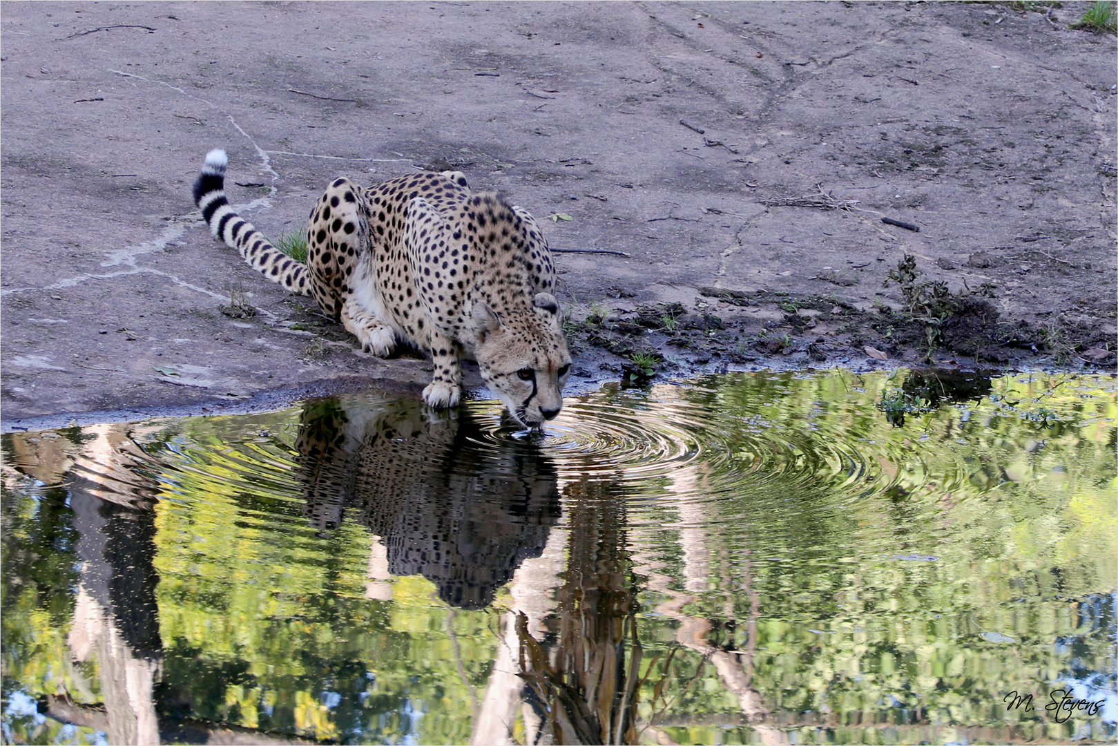 Durstig Foto & Bild spezial, natur, zoo Bilder auf