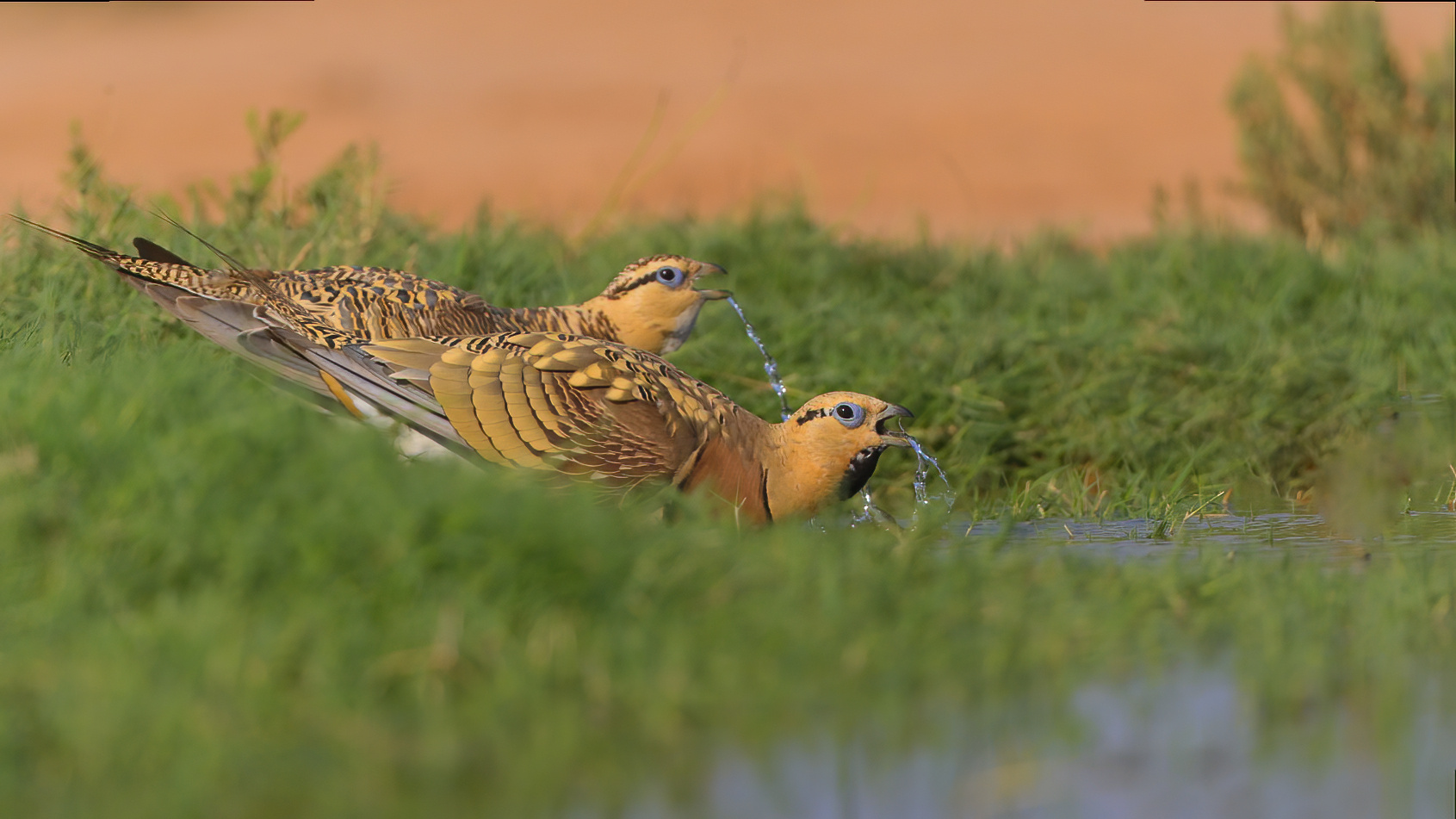 Durstig... Foto & Bild tiere, wildlife, wild lebende vögel Bilder auf