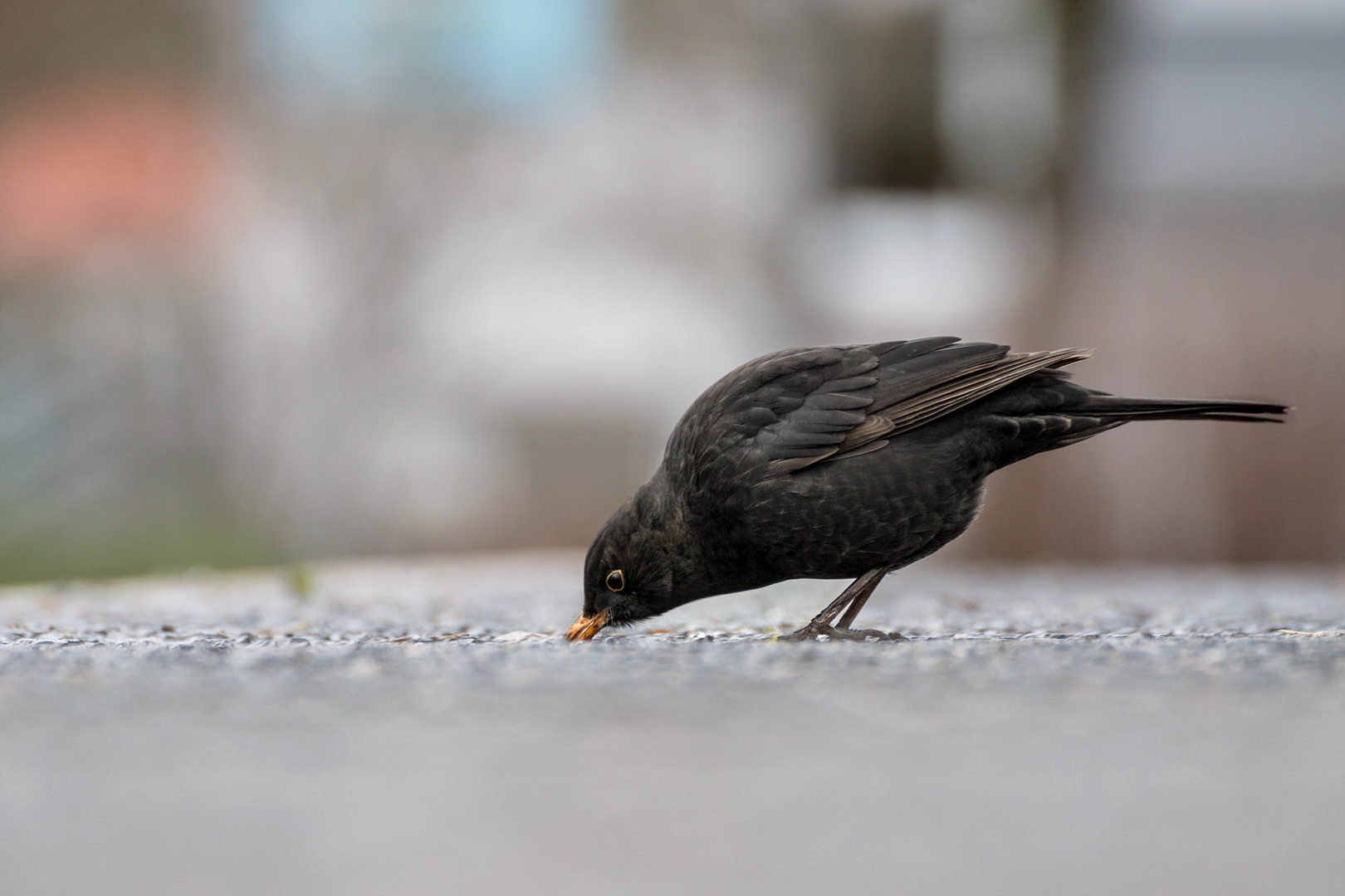 Durstig Foto & Bild tiere, wildlife, wild lebende vögel Bilder auf