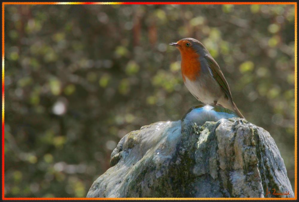 durstig Foto & Bild tiere, wildlife, wild lebende vögel Bilder
