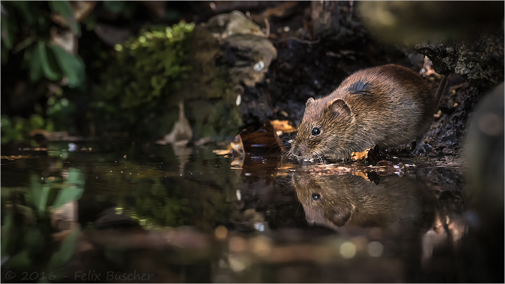 Durstig Foto & Bild nager, natur, tiere Bilder auf