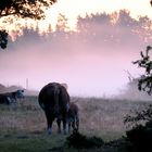 Durstig früh am Morgen...................