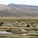 Durstige Alpacas