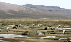 Durstige Alpacas