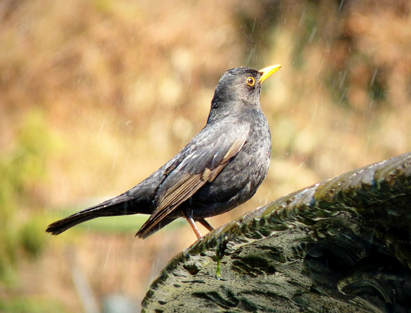 Durstige Amsel