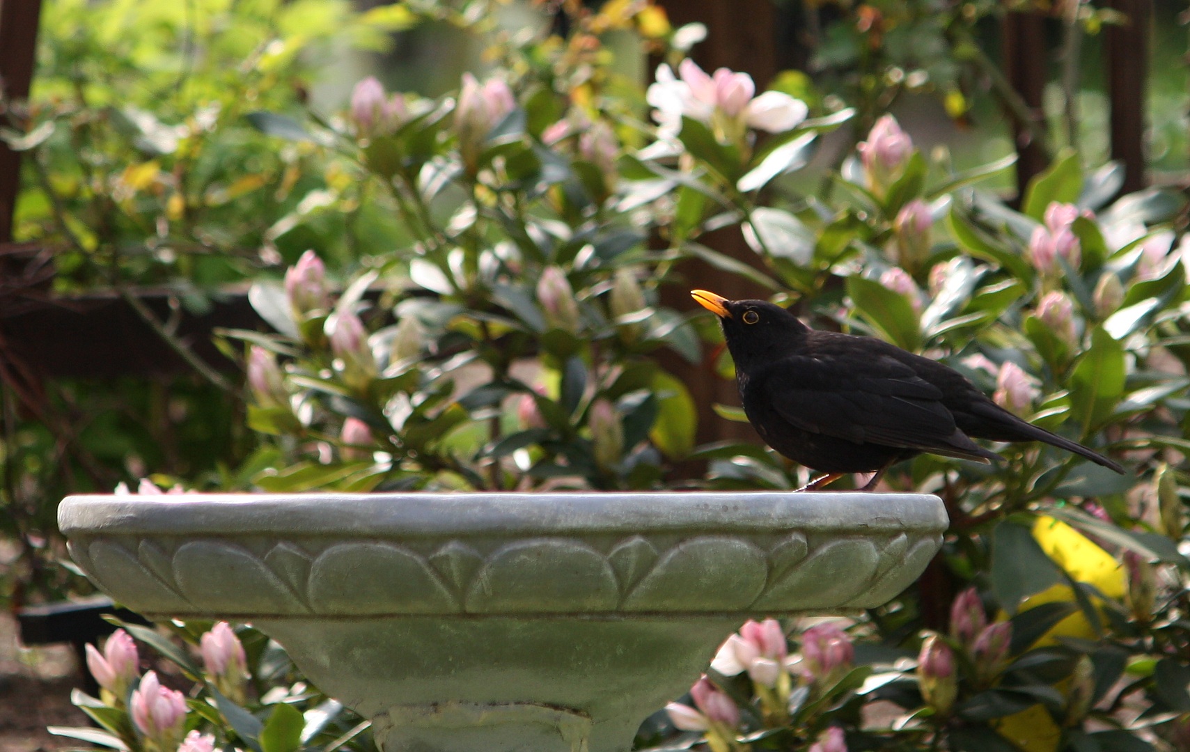 durstige Amsel