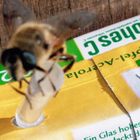 Durstige Bienen