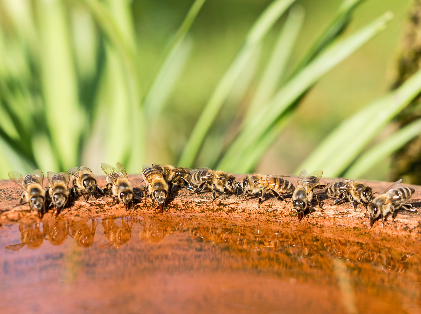 Durstige Bienen