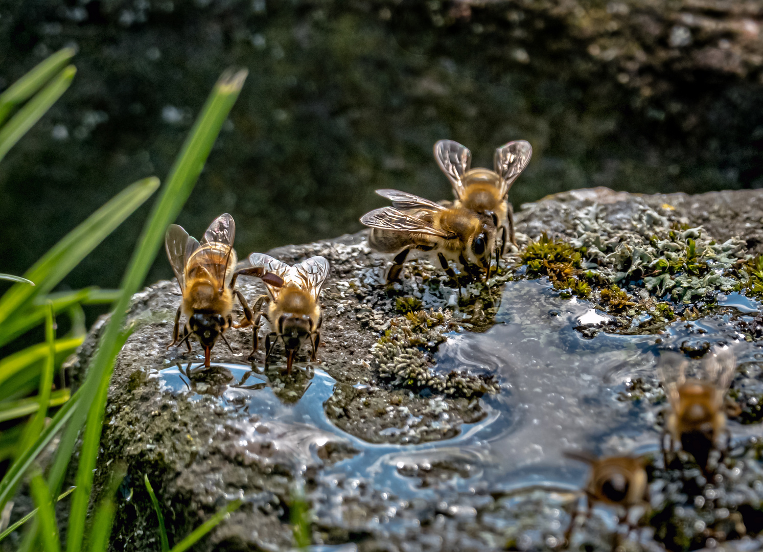 Durstige Bienen