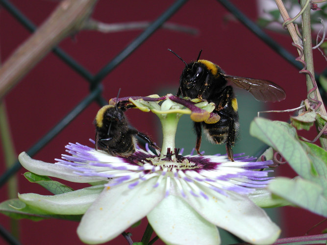 durstige Bienen