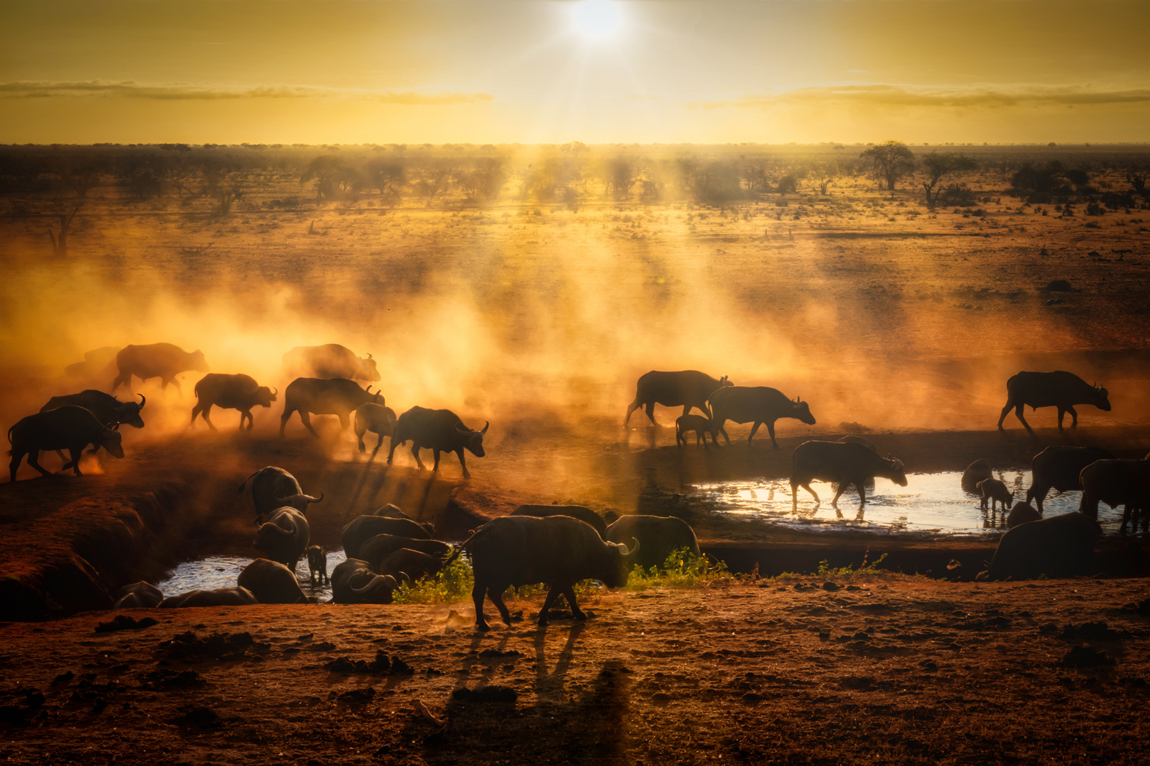 durstige Büffel am frühen Morgen in Tsavo