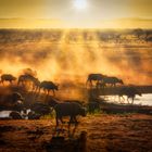 durstige Büffel am frühen Morgen in Tsavo