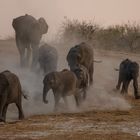 Durstige Elefanten