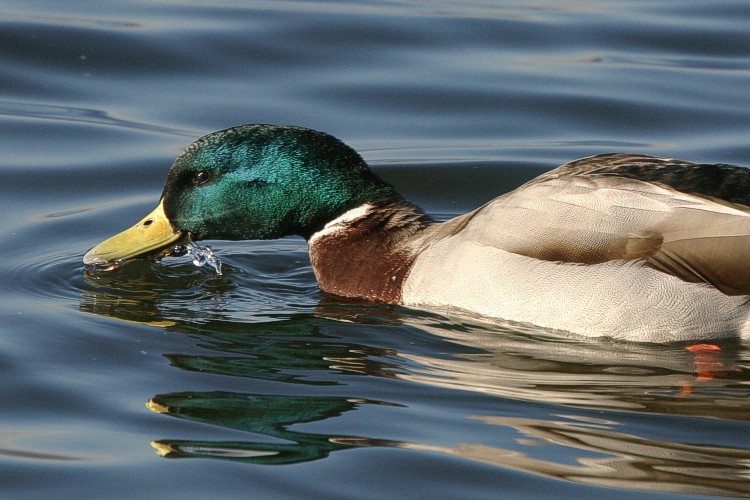 Durstige Ente am Bodensee