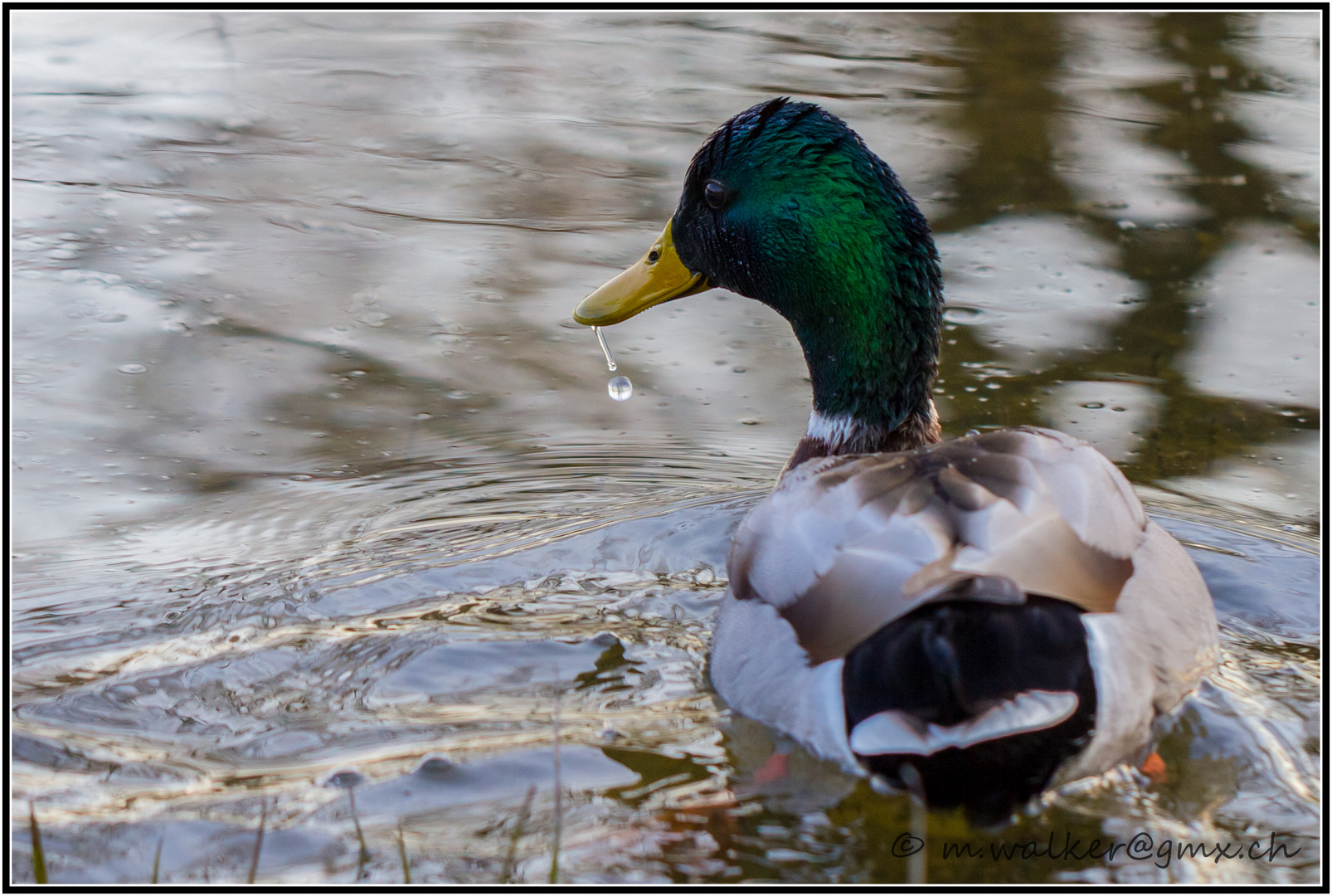 durstige Ente an einem Frühlings-Abend...