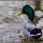 durstige Ente an einem Frühlings-Abend...