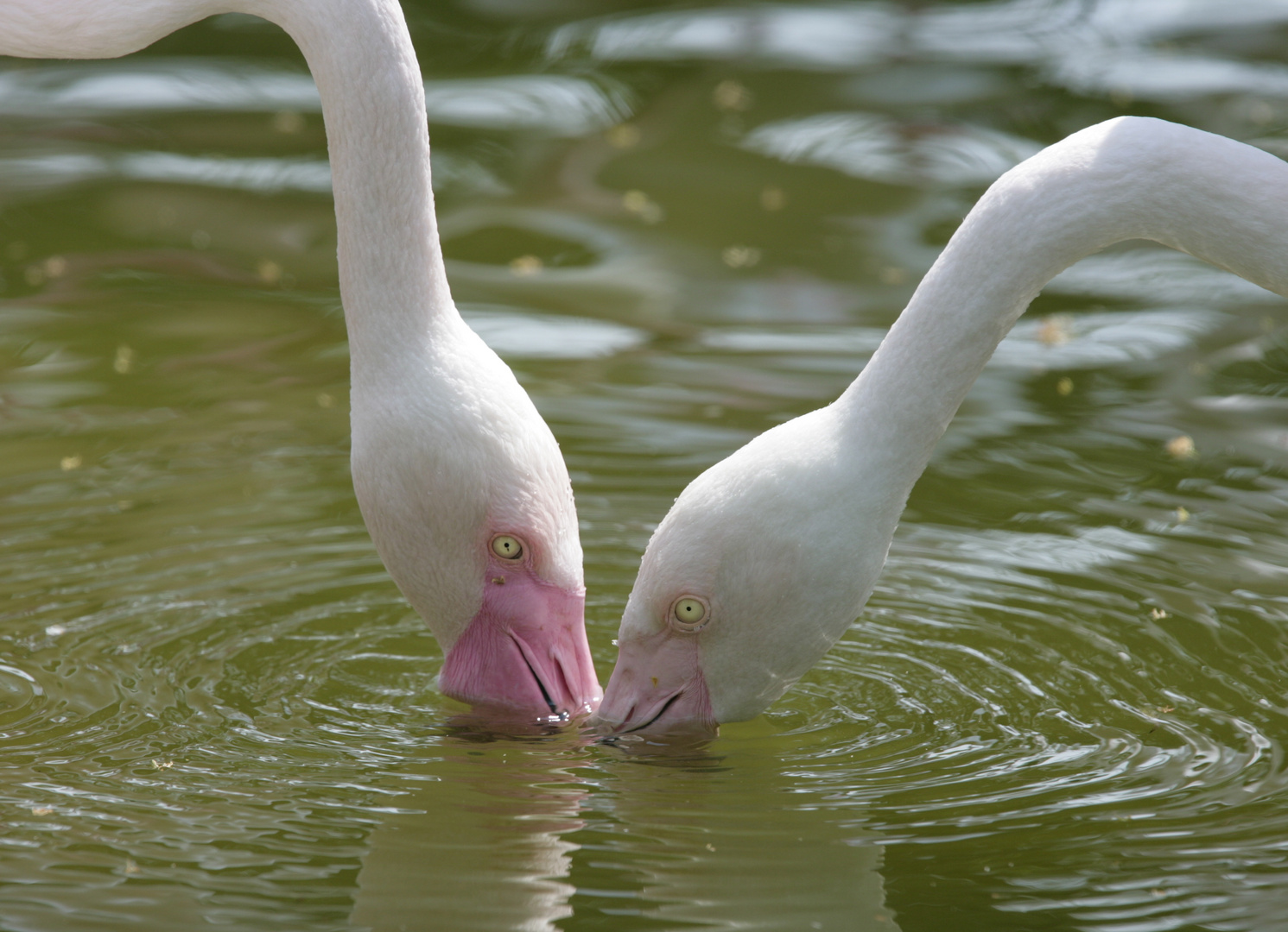 Durstige Flamingos