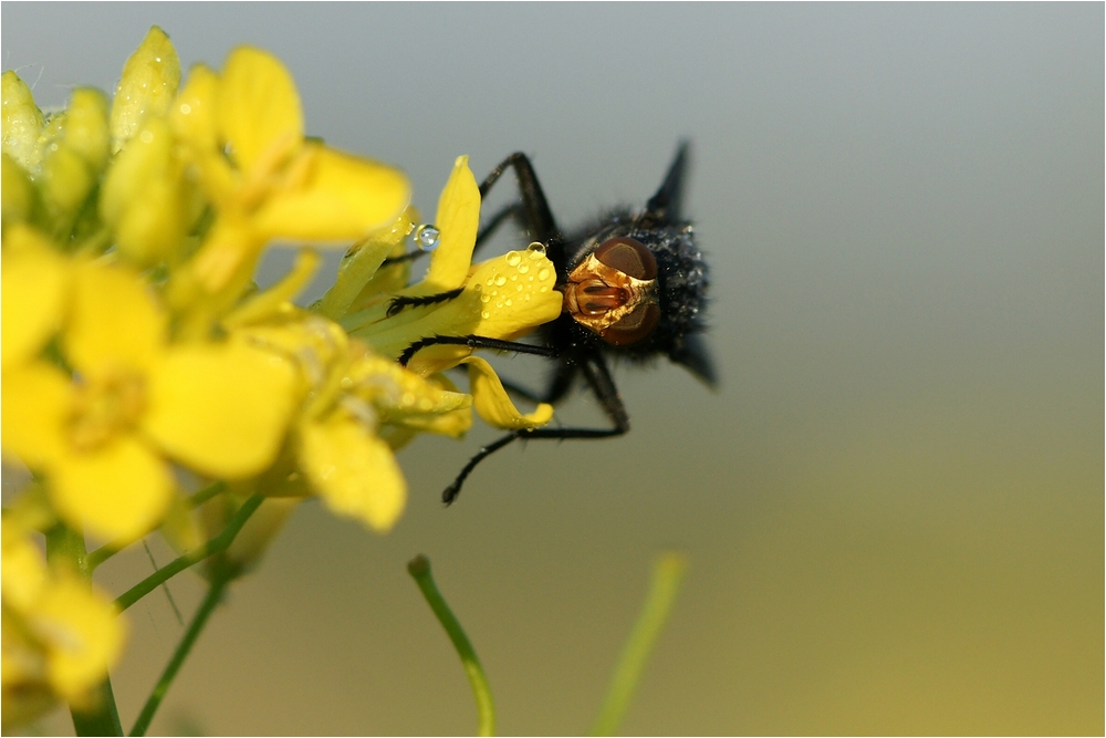 Durstige Fliege