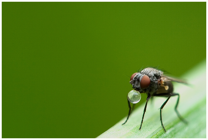 Durstige Fliege - kleinerer Ausschnitt