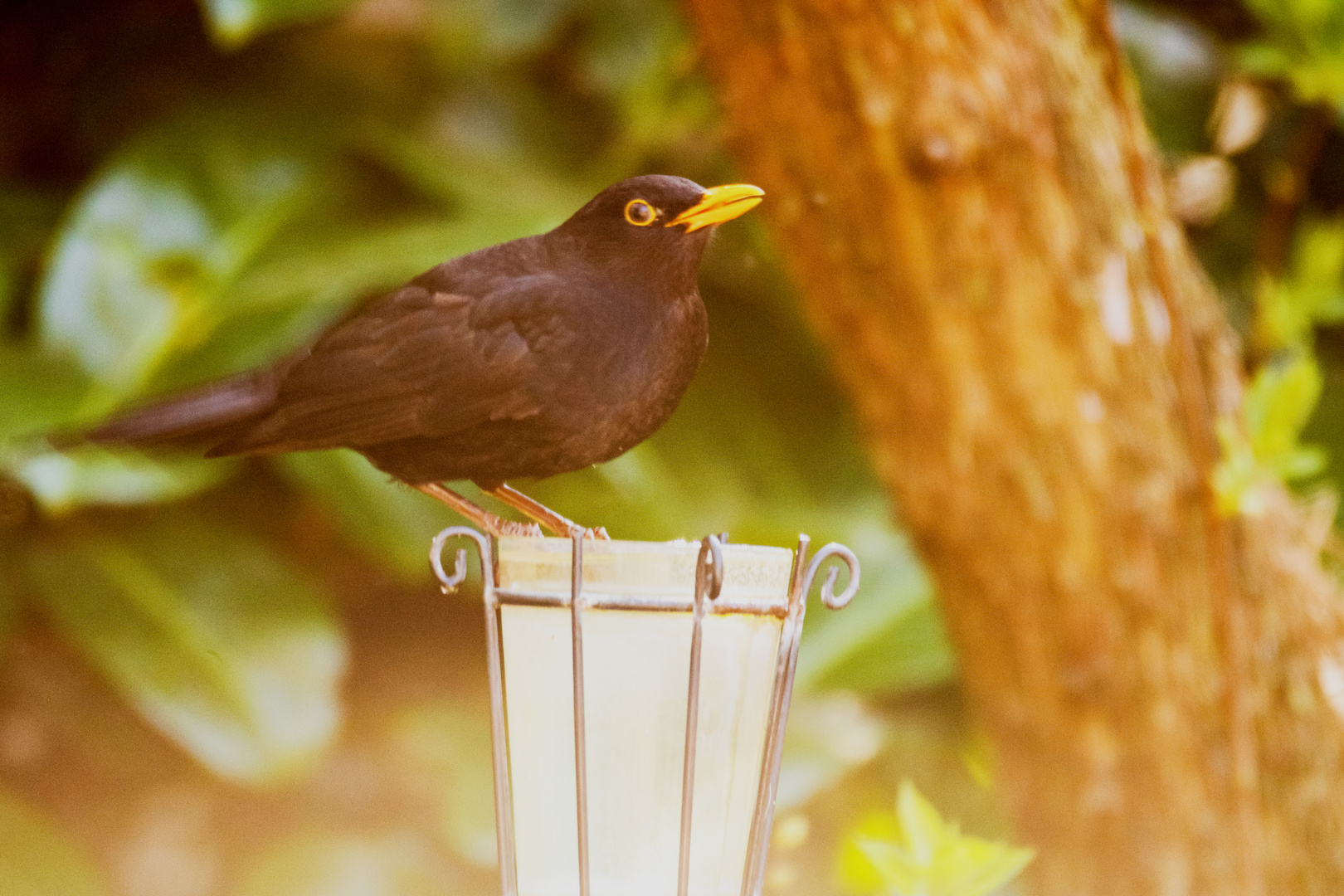 Durstige Gartenvögel