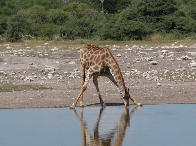 Durstige Giraffe im Etosha