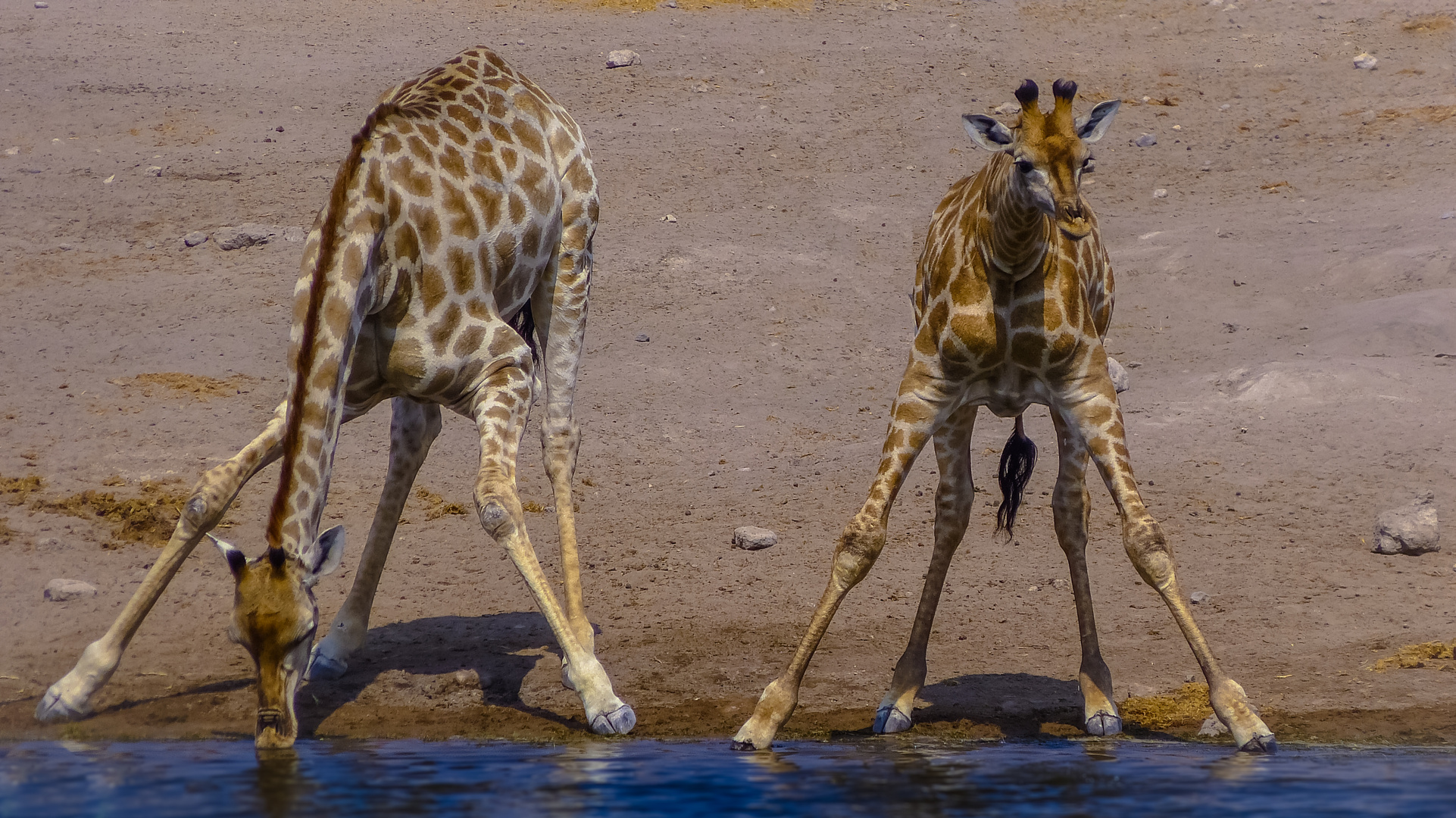 Durstige Giraffen am Wasserloch