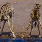 Durstige Giraffen am Wasserloch