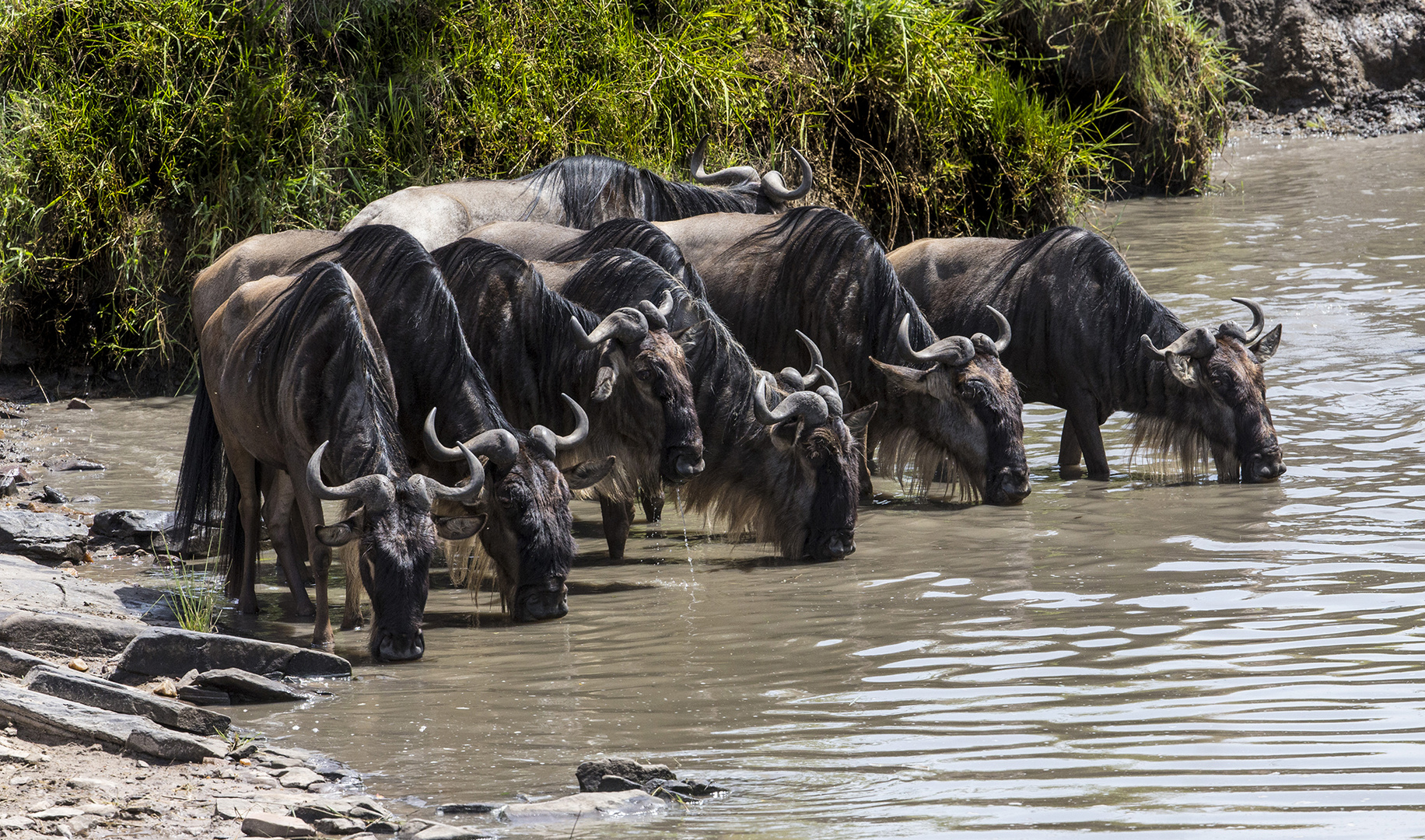 Durstige Gnus