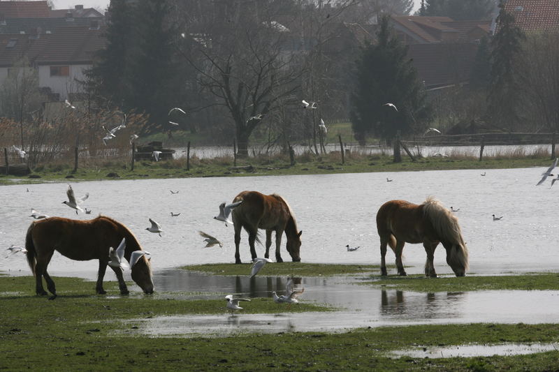 Durstige Haflinger