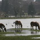 Durstige Haflinger