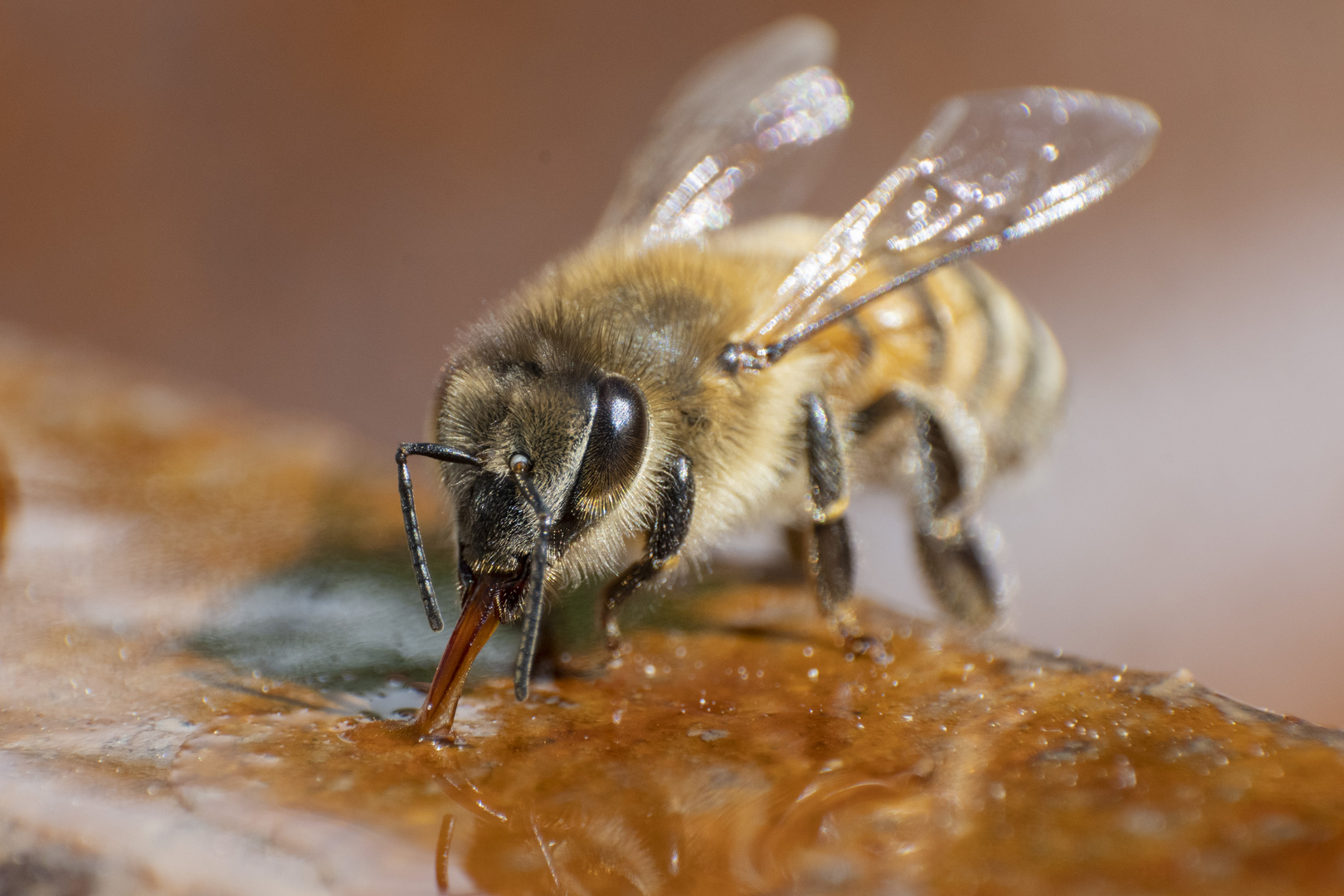 Durstige Honigbiene