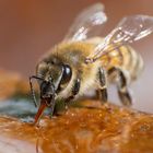 Durstige Honigbiene