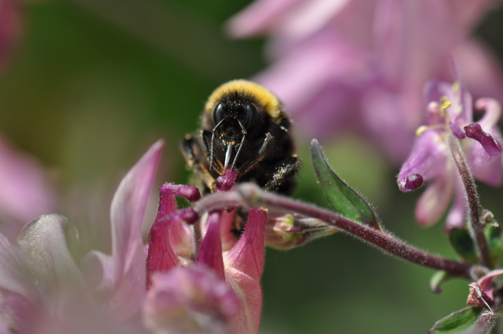 Durstige Hummel