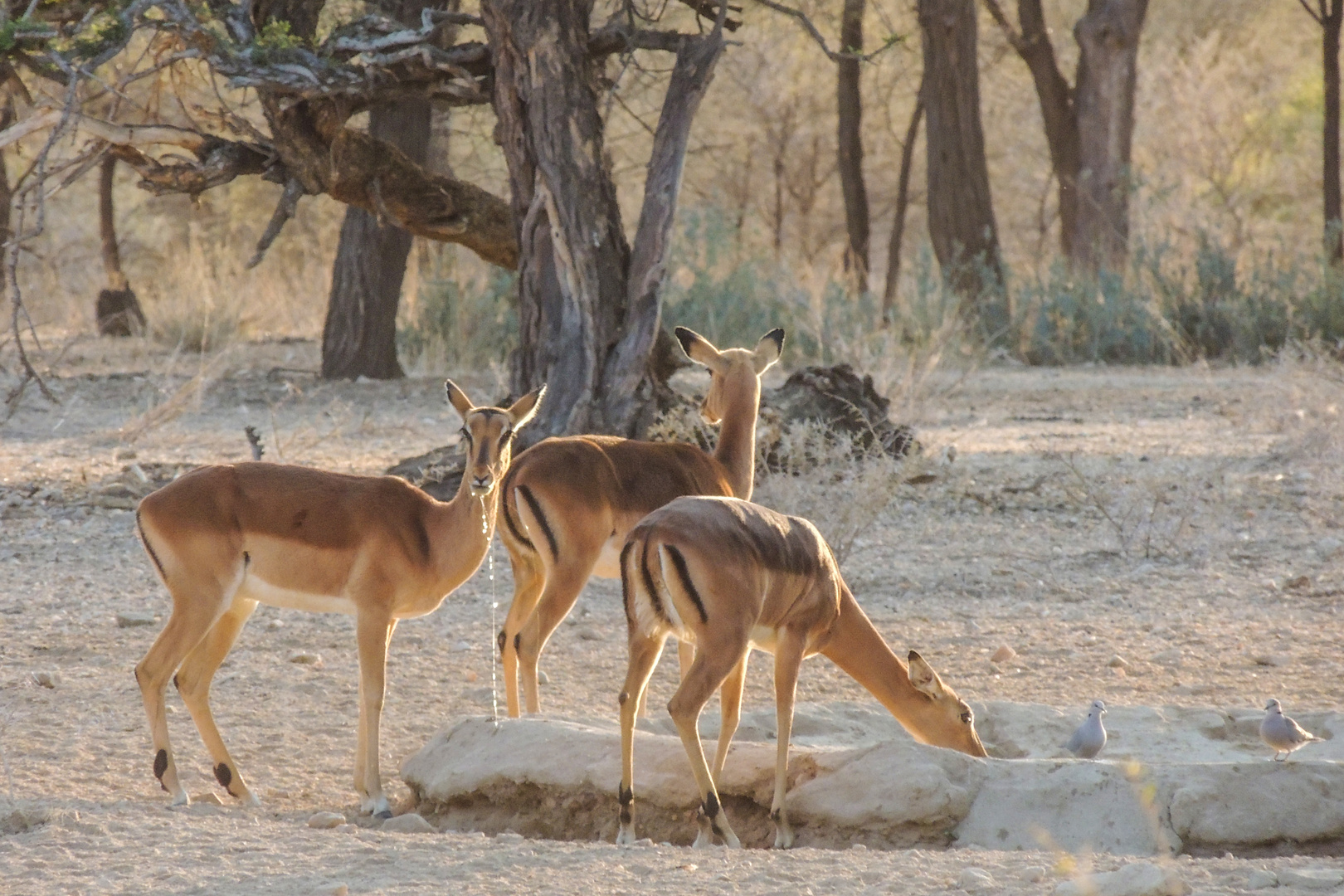 durstige Impalas