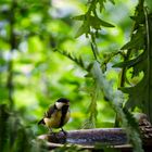 - Durstige Kohlmeise (Parus major) -