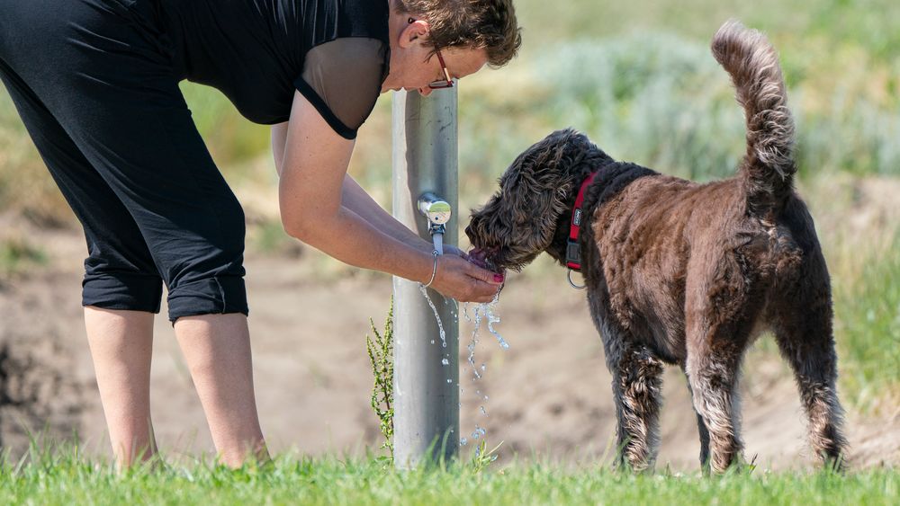 Durstige Labradoodle-Hündin