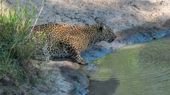 durstige Leopardin