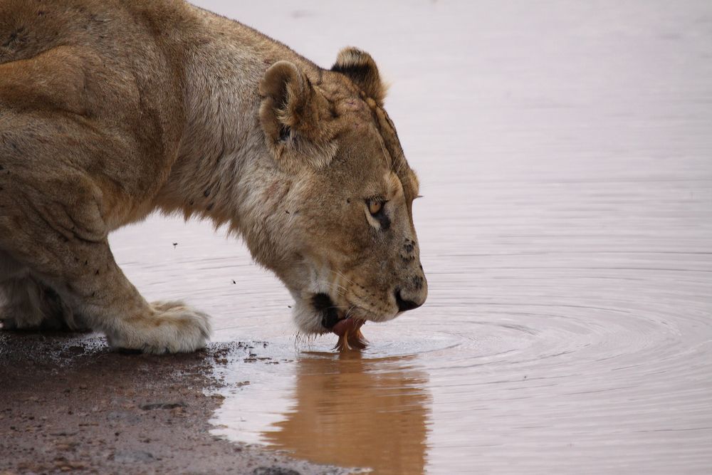 Durstige Löwin