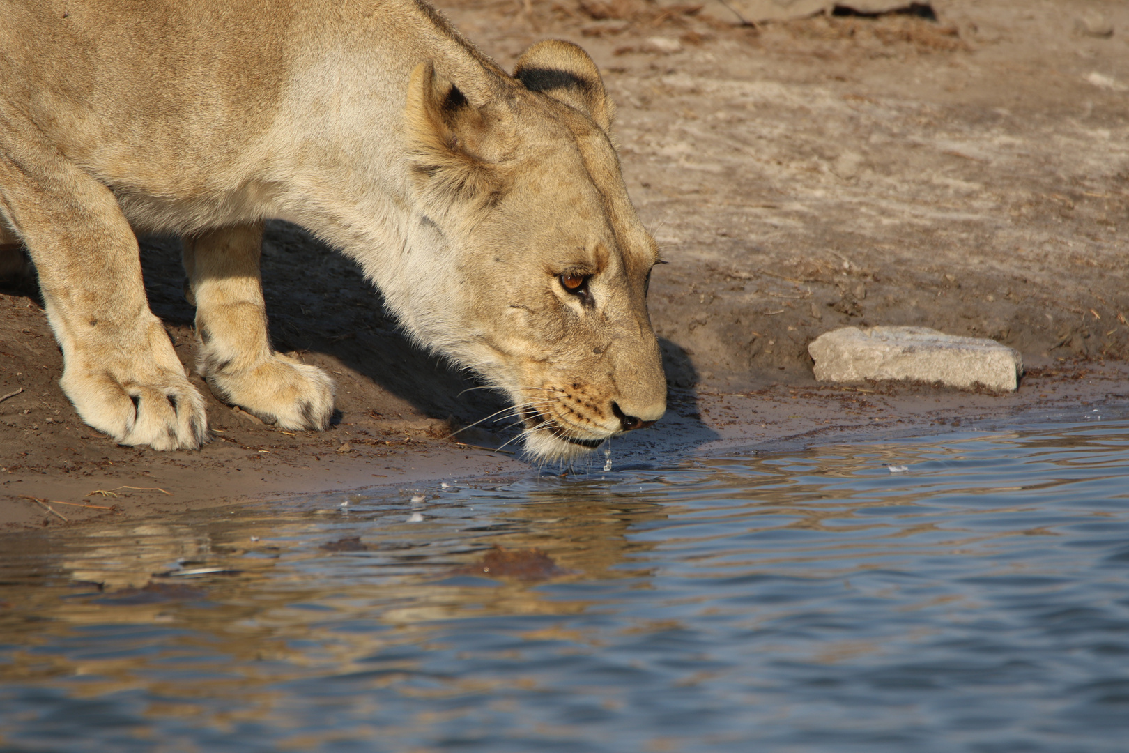 durstige Löwin