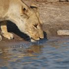 durstige Löwin