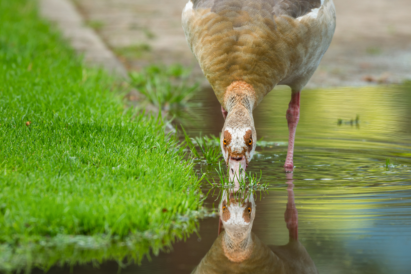 Durstige Nilgans