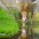 Durstige Nilgans